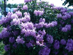 Rhododendron in der Bltezeit im Landkreis Ammerland